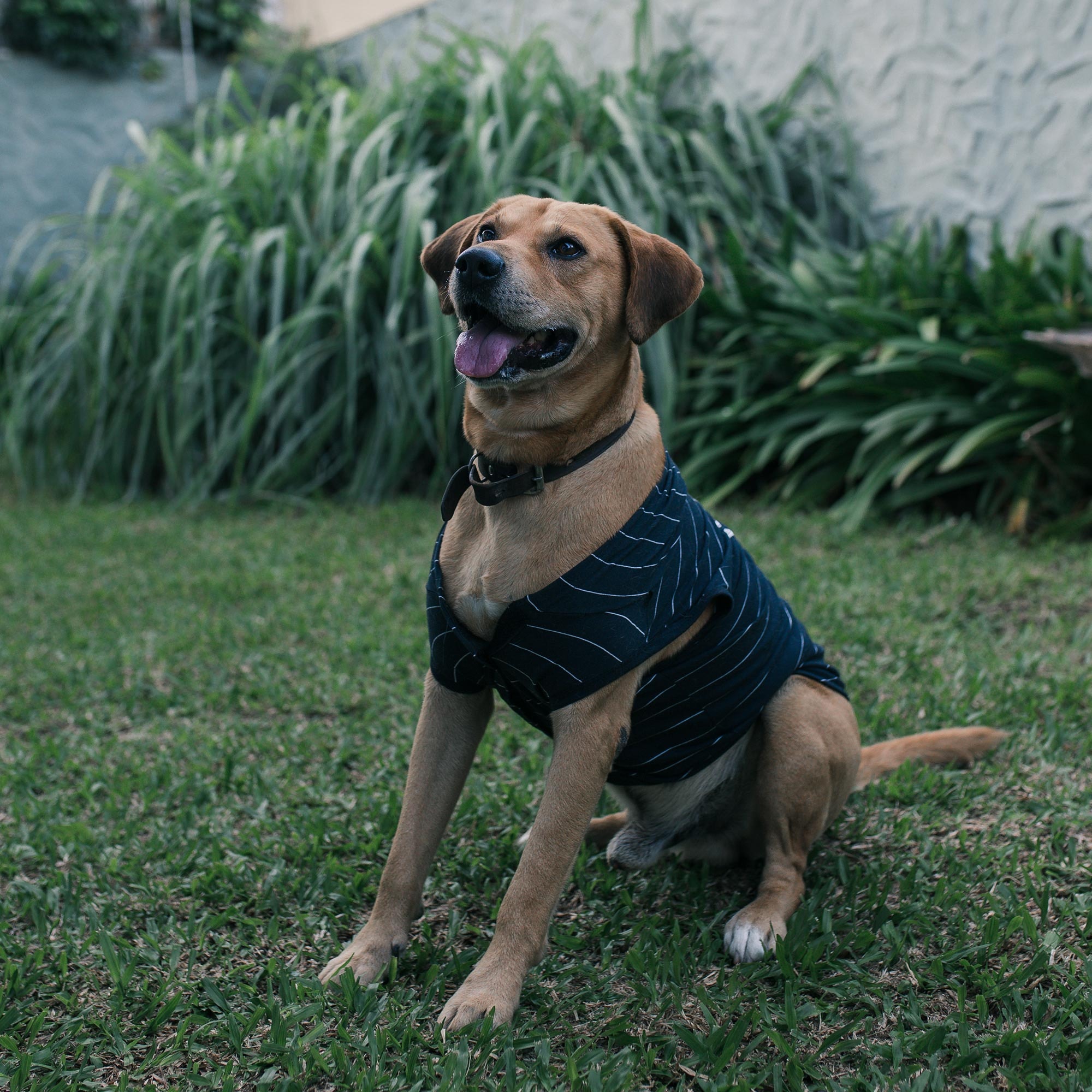 image_e8d8fa84-cc94-49f8-a7f1-d74742d4480e