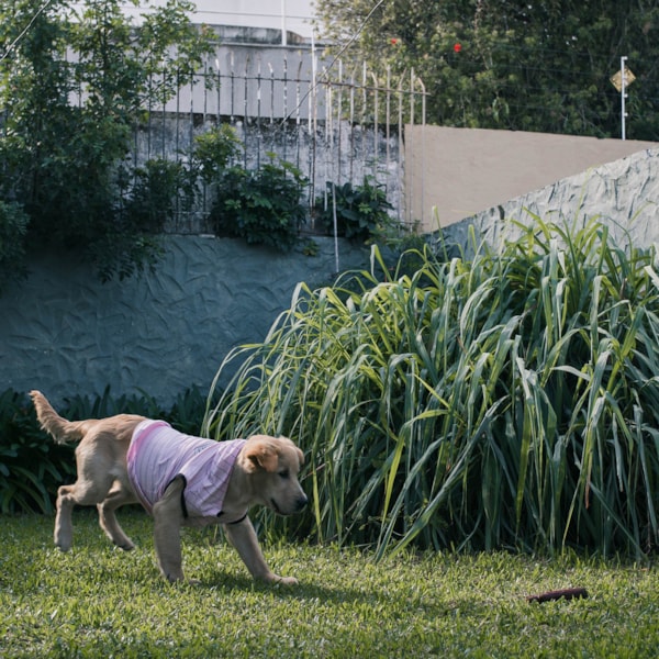 Segunda imagem do produto Moletom Pet Squad